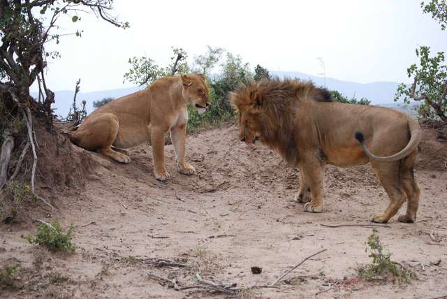 Inmigrantes ilegales por un rato, mas leones enamorados y muchas flores - Regreso al Mara - Kenia (25)