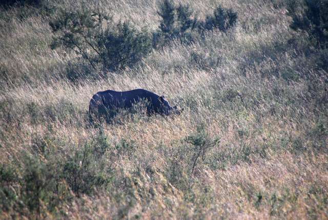 En busca del rino y el pajarito Hello, Hello - Regreso al Mara - Kenia (2)